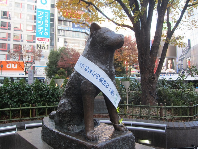 Statua di Hachiko alla stazione di Shibuya, Tokyo. foto: Flickr: https://www.flickr.com/photos/terrazzo/